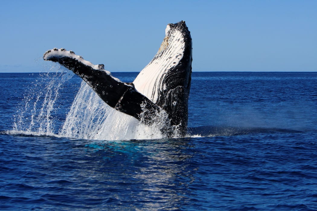 Humpback whale