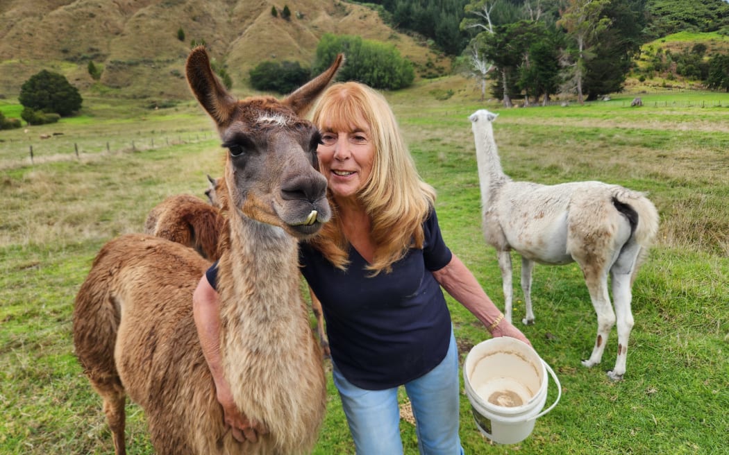 Lorenza Devcich feeding her llamas