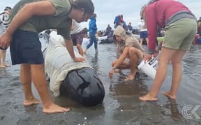 Nearly 100 whales still alive after mass stranding at Farewell Spit: RNZ Checkpoint