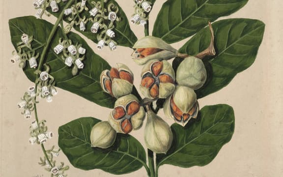 Sarah Featon (nee Porter, 1848–1927), England/Aotearoa New Zealand
Watercolours