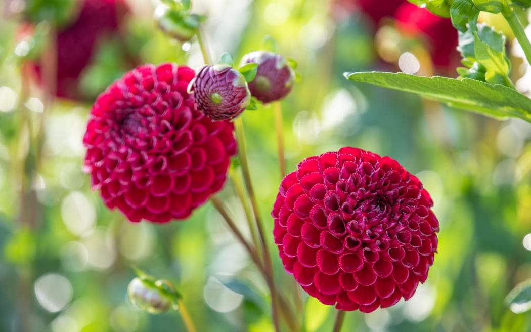 Dahlias
