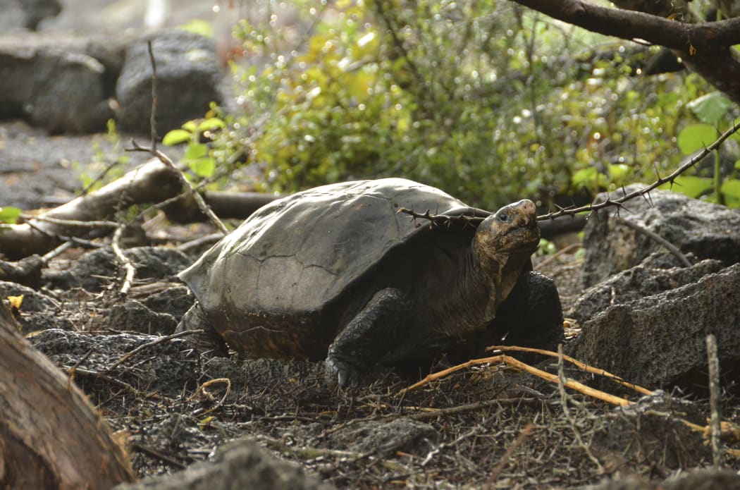This photo released by the Galapagos National Park shows a Chelonoidis phantasticus tortoise at the Galapagos National Park in Santa Cruz Island, Galapagos Islands, Ecuador, Wednesday, Feb. 20, 2019.