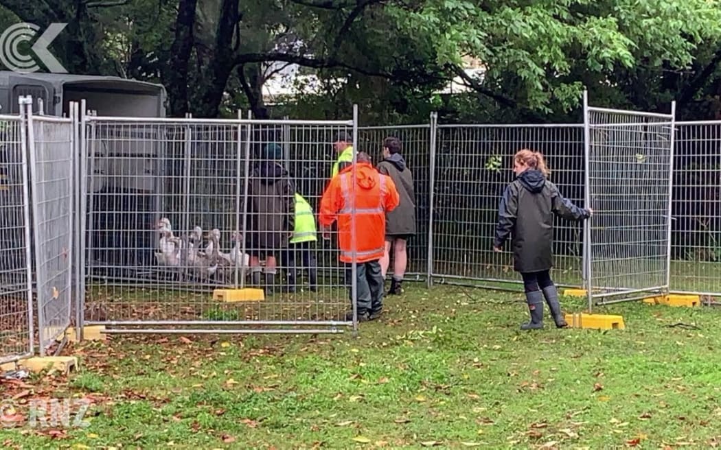 100 birds bound for Northland after Western Springs goose chase