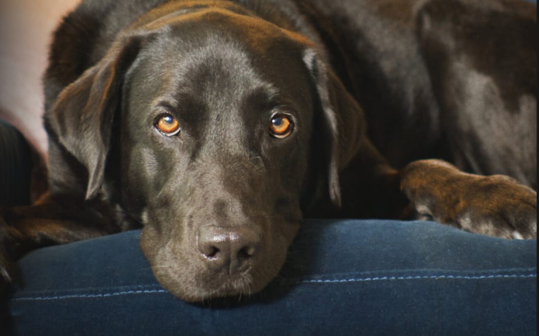 The Hidden Lives of Pets