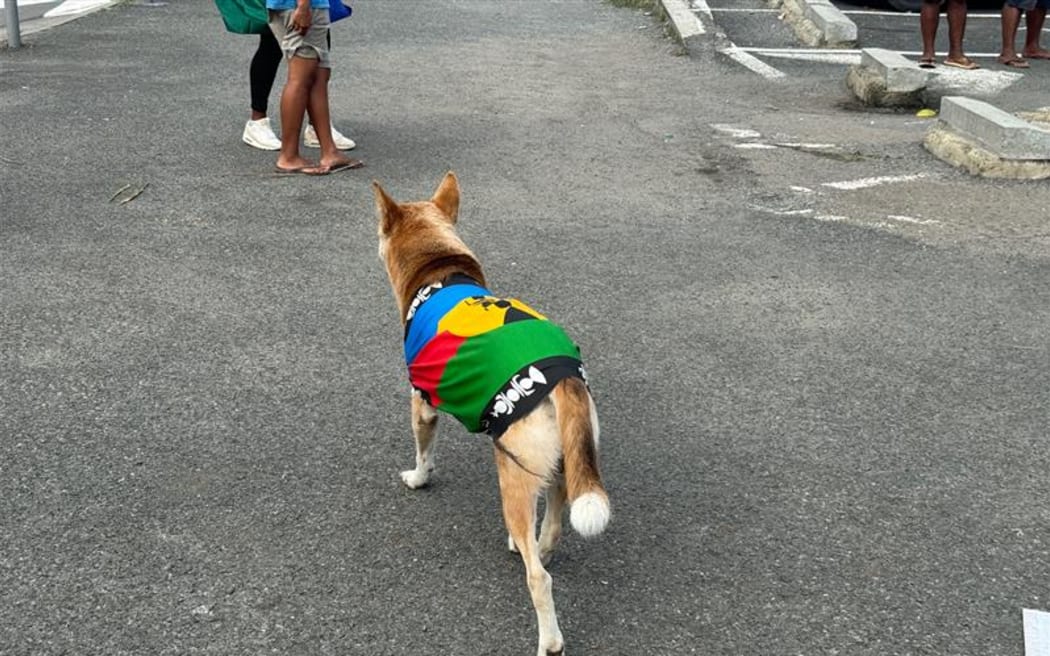 Dog wears Kanak flag at pro-independence rally April 2024.