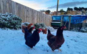 Snow in the hill suburbs of Dunedin, 2 July, 2023.