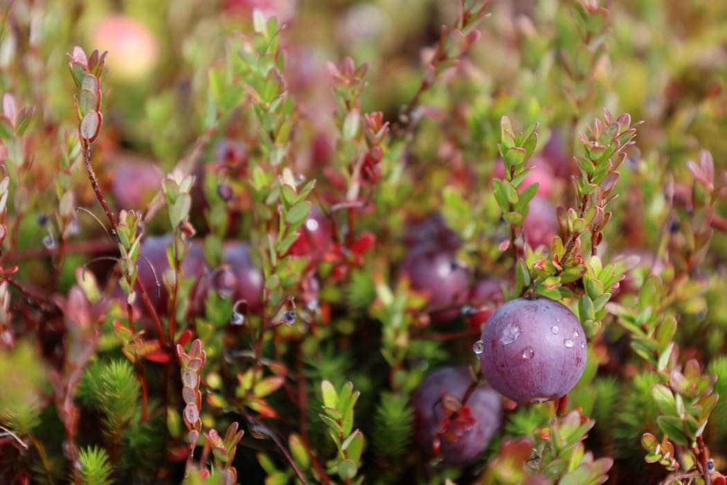 Cranberries might be native to North America but they're being grown in Westland.