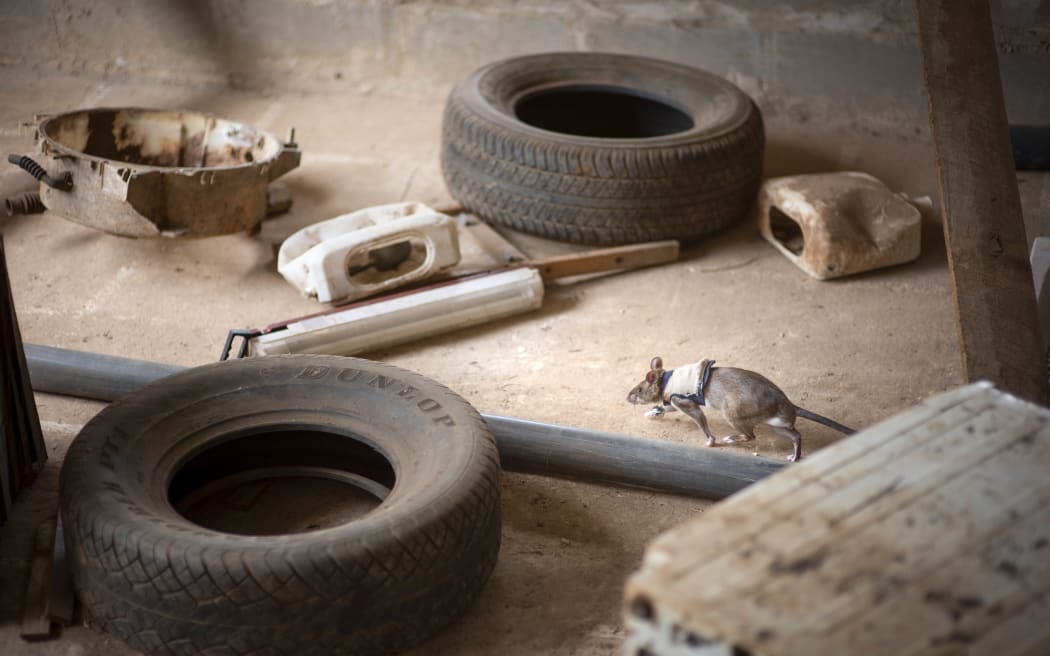 A rat wandering through a room wearing a backpack/jacket outfit.