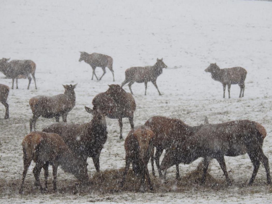 Deer covered in snow just out of Waiouru