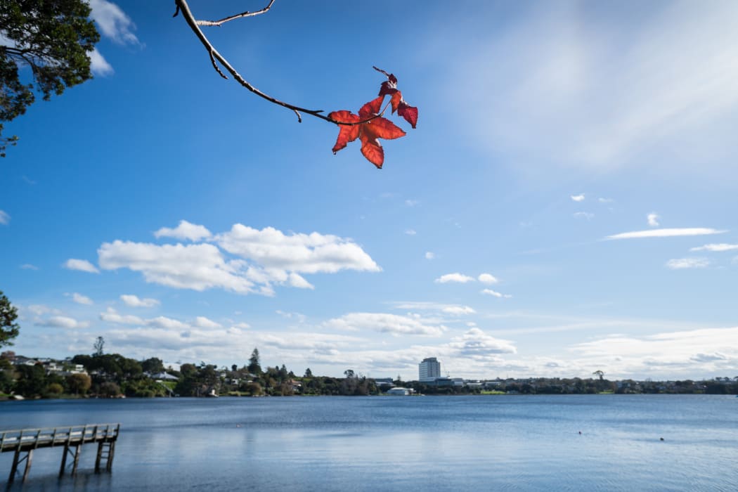 Red autumn leaves against sunny blue sky with white clouds at Lake Pupuke, Takapuna, Auckland