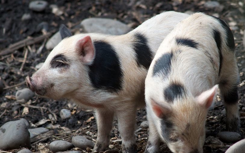 Auckland Island piglets.