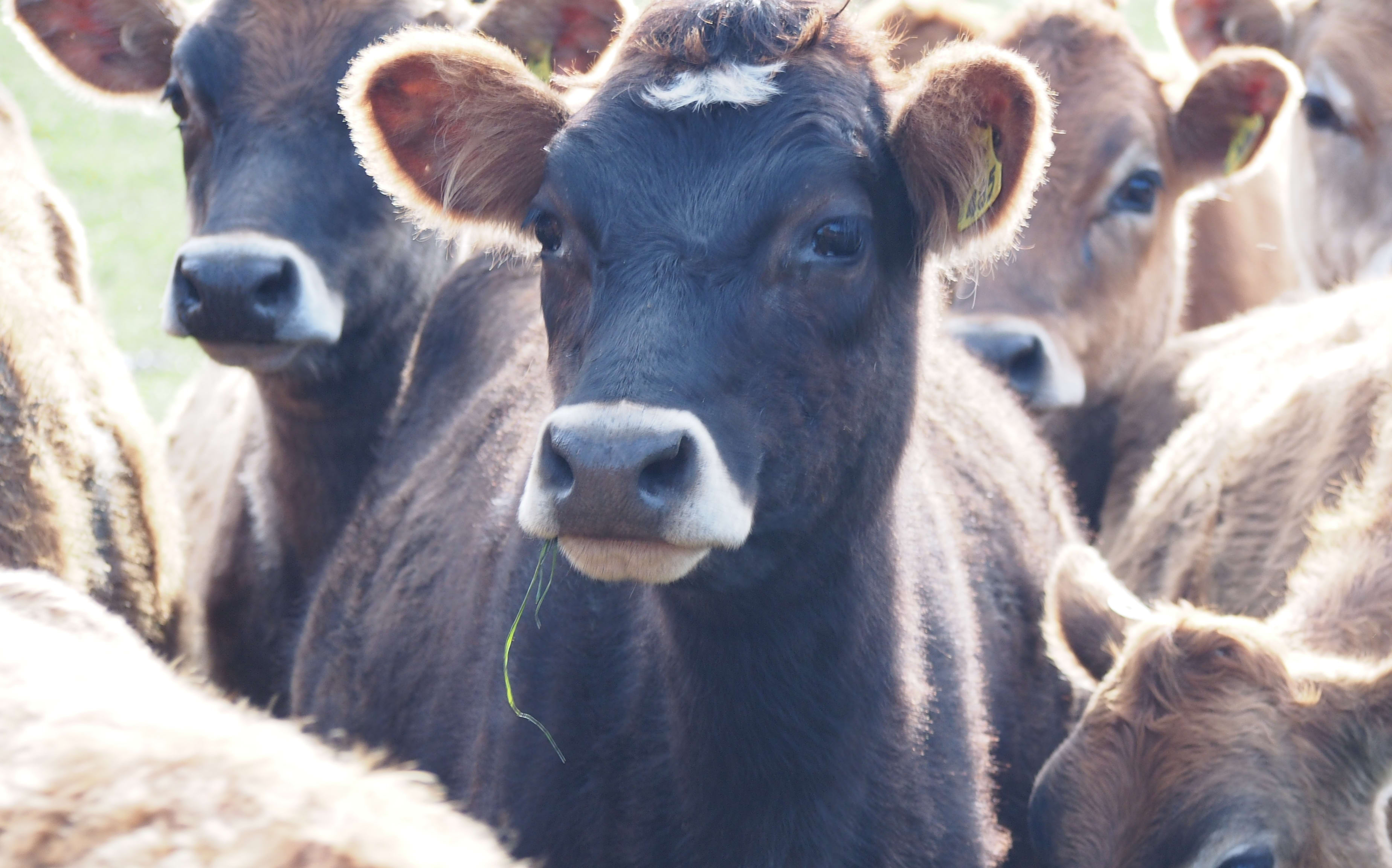 Dairy cow