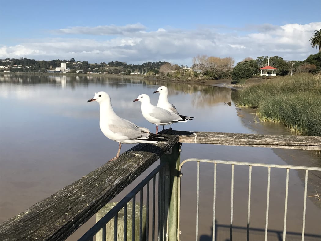 Kaipara's genesis at Dargaville.