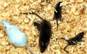 MouseAlert is an interactive website which uses mapping technology to enable arable crop growers to record and view mouse activity in their local area in real time.