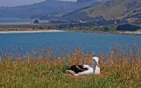 Albatross hatching in Otago Peninsula