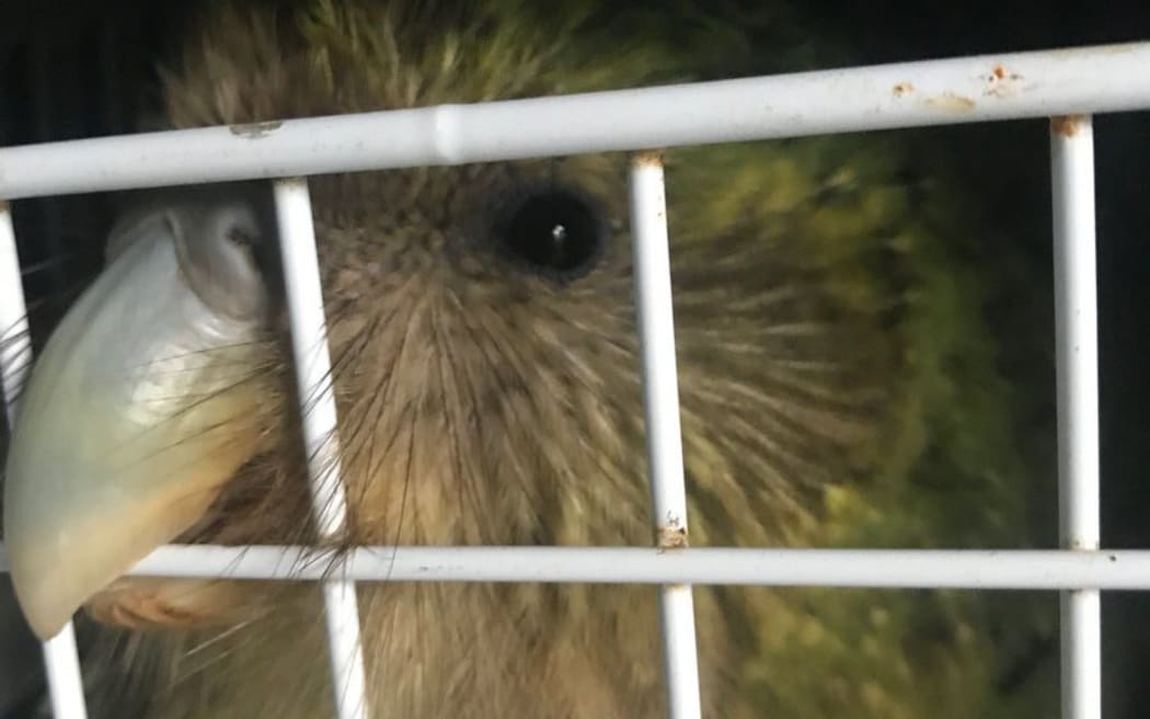 One of the kākāpō, Tiaka, in her crate as she waits to be relocated.