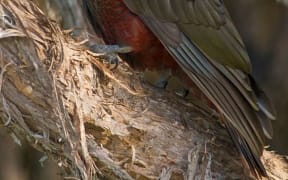 The kaka population at Orokonui Ecosanctuary began with a few captive-reared birds, and now includes wild bred birds, such as this one, which was the sanctuary's first wild kaka chick.