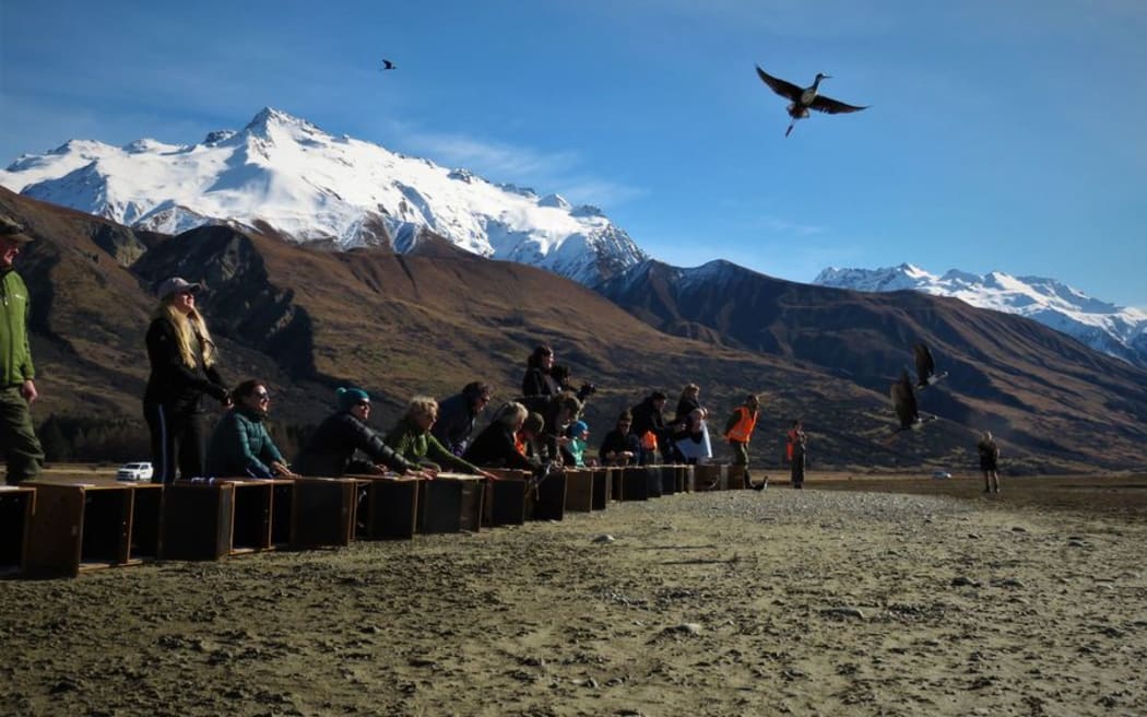Kakī release