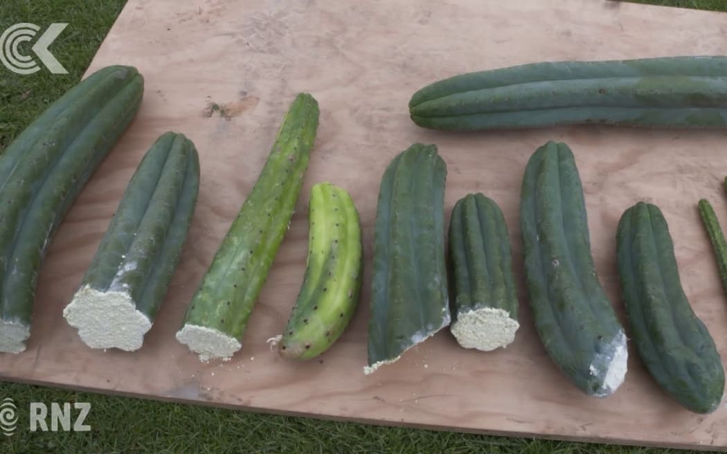Colossal cactus cut up and sold to buyers all over the world