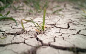 10922296 - wheat in drought field