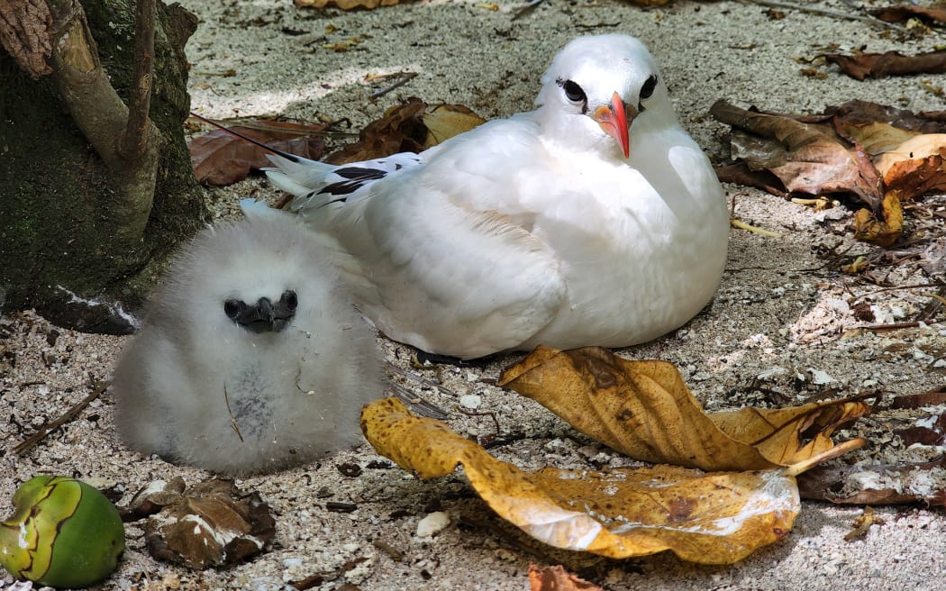 A red tailed tropic bird and chick. These ground nesting birds nests and chicks are vulnerable to rat predation, and cannot be found nesting on the islets where rats are present on the atoll. Their abundance on the rat-free islets provides an idea of the biodiversity gains that will be achieved in an eradication is successful.