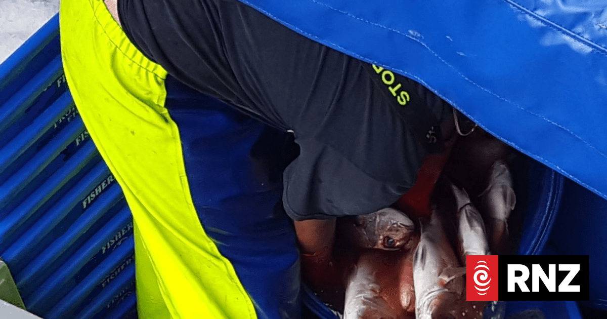 Insight: Will Cameras End Commercial Fish Dumping? | RNZ