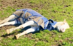 Slim Shady, a horse, takes a nap.