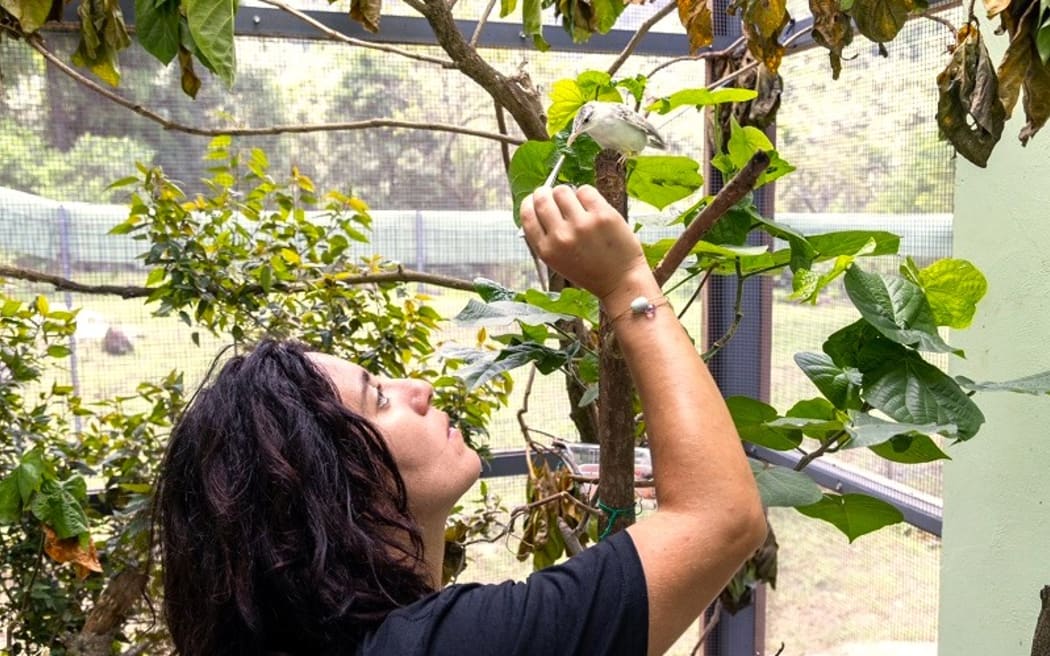 French Polynesia’s Manu ornithological society gets EU aid to prevent extinction of the most threatened species – Radio