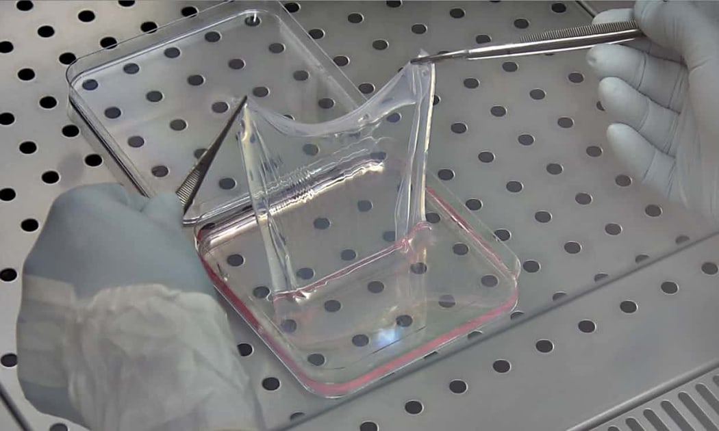 A sheet of the laboratory-grown, genetically modified skin.
