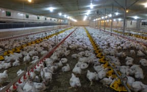 A Tegel chicken farm in Helensville.