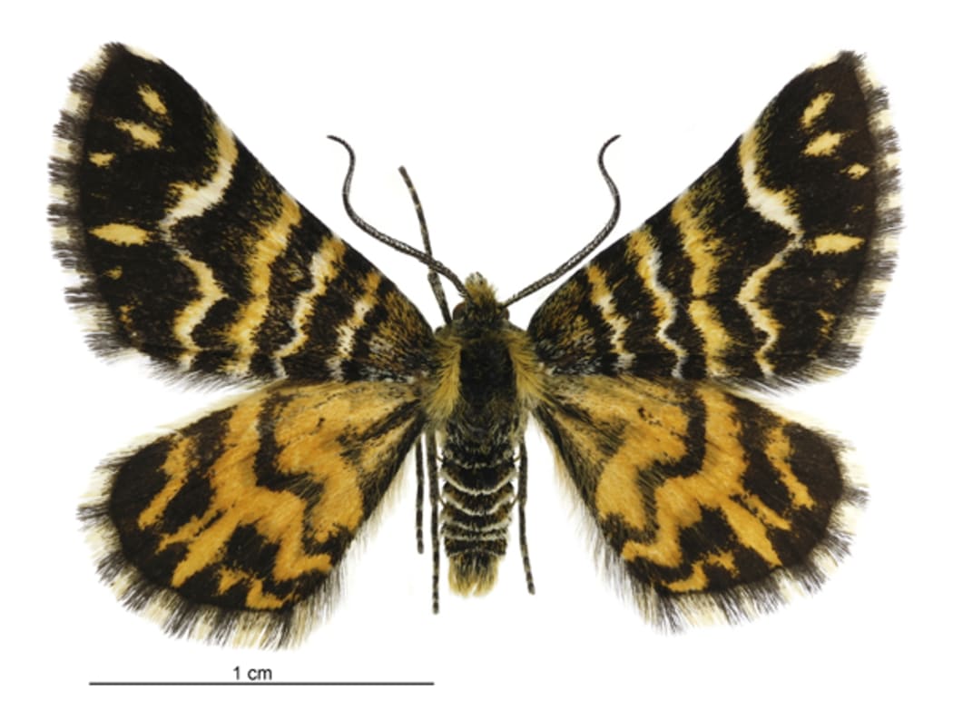 Notoreas Moth