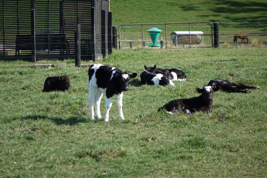 North Otago dairy farming around the infected farm.