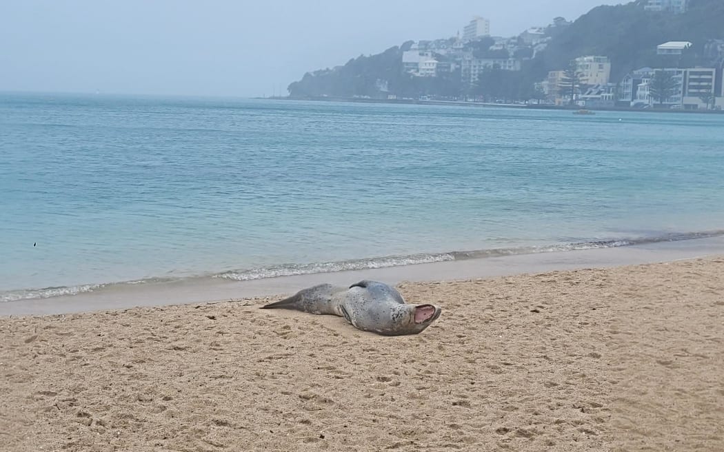 A leopard seal was spotted during stormy Wellington weather, lazing on Freyberg Beach in Wellington's Oriental Parade.