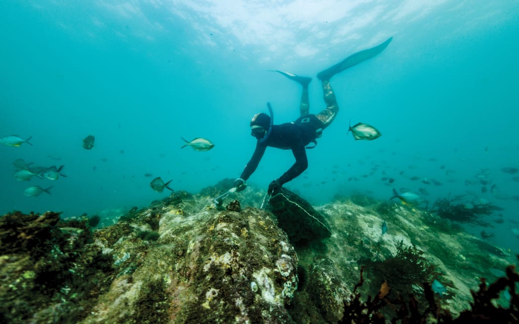 A man wearing a snorkel, mask and flippers dives down to a bare rock and uses an implement to scrape a kina sea urchin off the rock into a mesh bag, that is now full to the brim with kina. About four fish swim around the freediver, with more visible in the soft blue of the ocean in the backgorund.