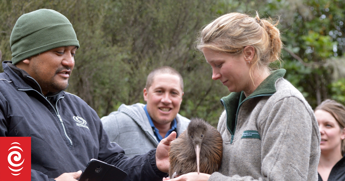 Geyser the kiwi dies in suspected dog attack, Ngāti Rangi 'devastated'