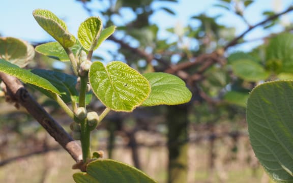 Kiwifruit coming into flower