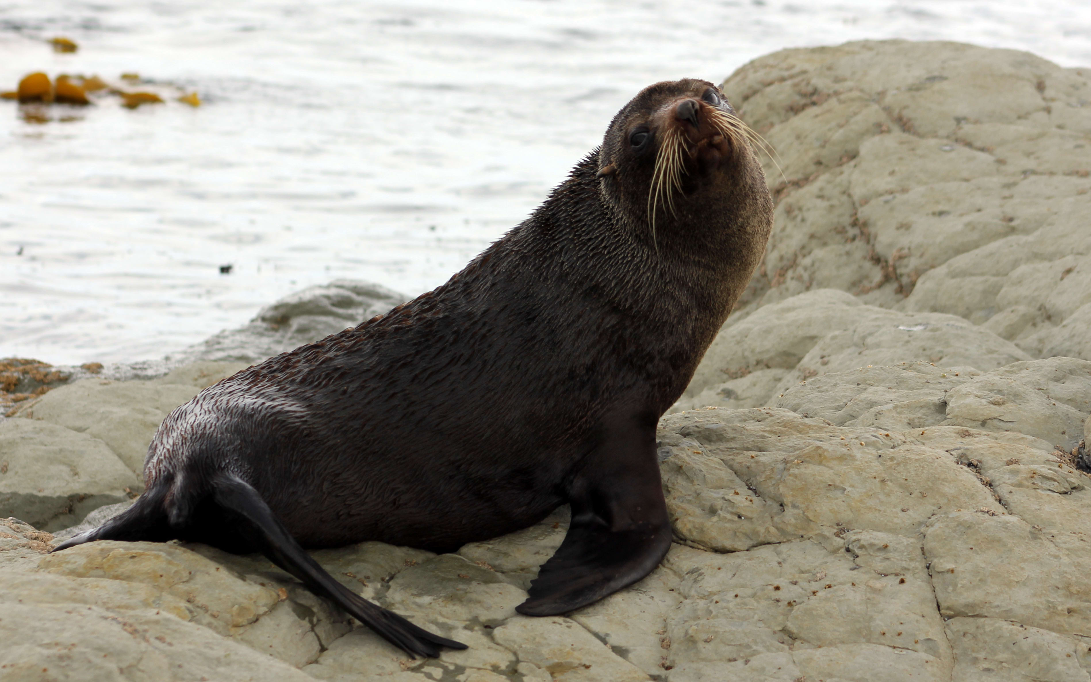 It's likely that some seals would not have been affected by the slip because it's likely they would have been out at sea foraging, said Mr Angus.