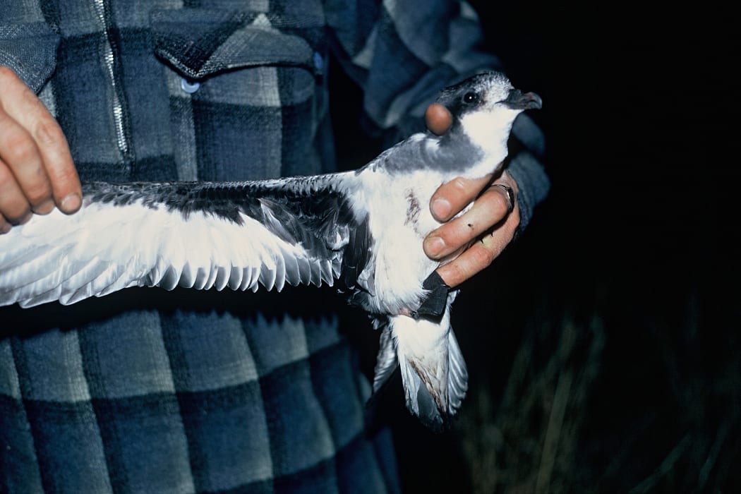 Chatham Island Petrel