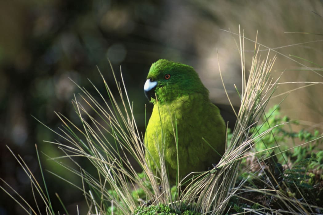 Antipodes Island Parakeet