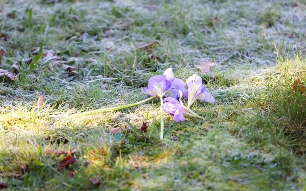 Flowers left by friend of critically shot man in Christchurch.