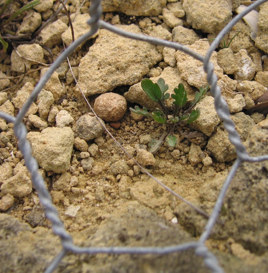 Limestone Cress