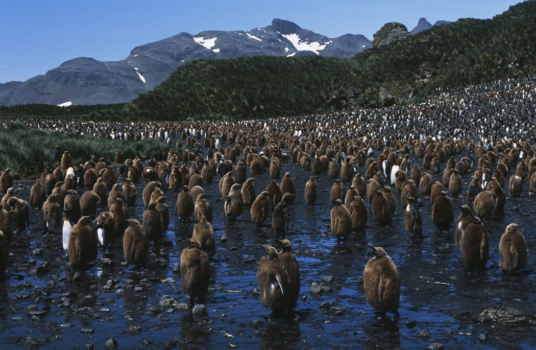 A colony of juvenile king penguins on the British Overseas Territory of South Georgia.