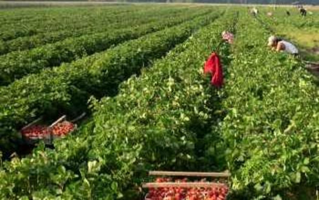 Fruit pickers