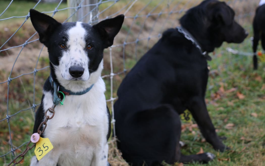Working dog sale