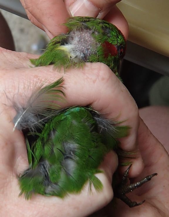 Kakariki with bald patch on the back of its head