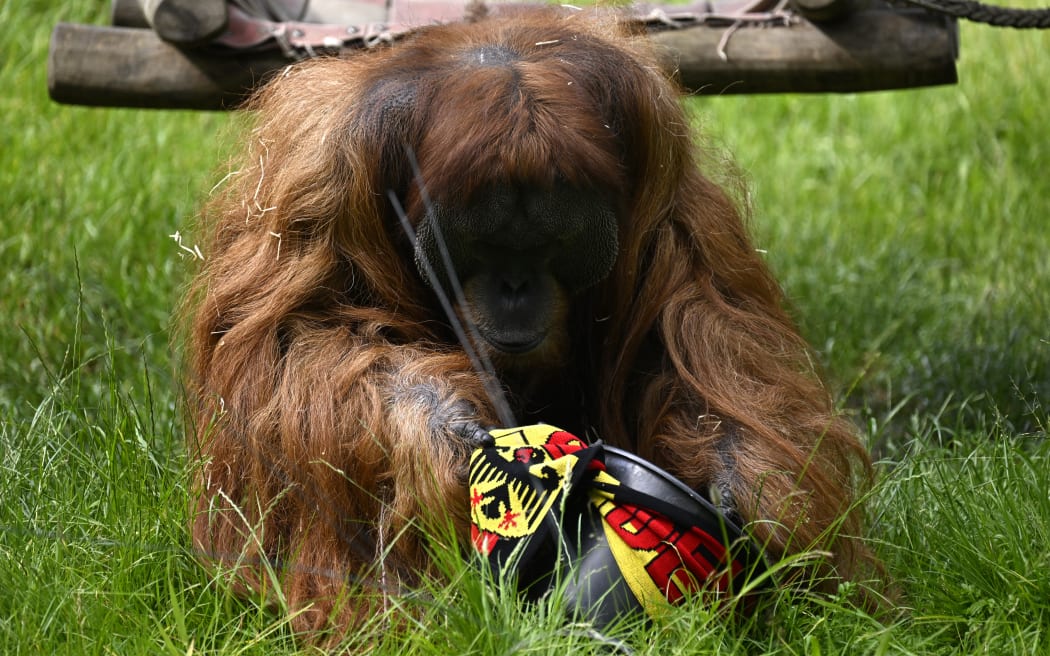 Oracle orangutan backs Germany for Euros win against Scotland RNZ News(01)