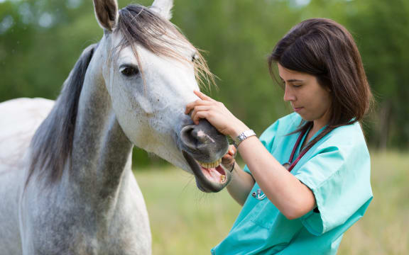 A veterinarian checks a young horse