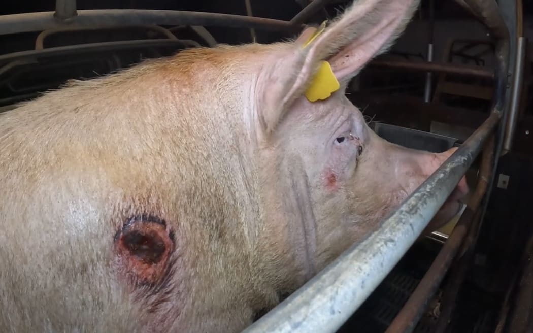 A large sow was found with an open wound during a covert filming operation at a South Taranaki pig farm.