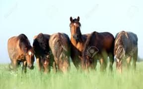 horses