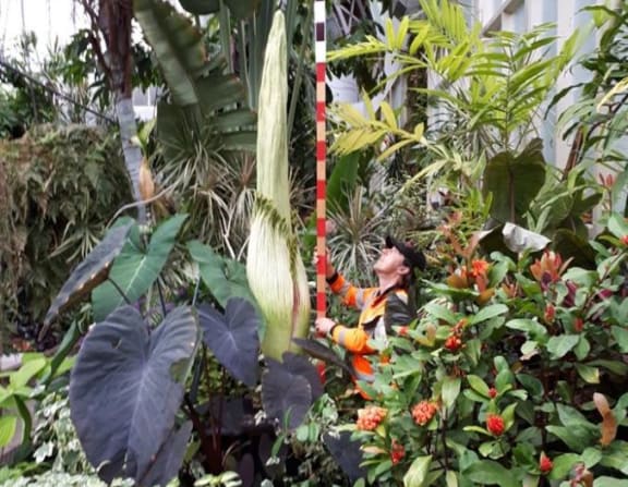 The infamous corpse flower at Auckland Domain's Wintergarden.